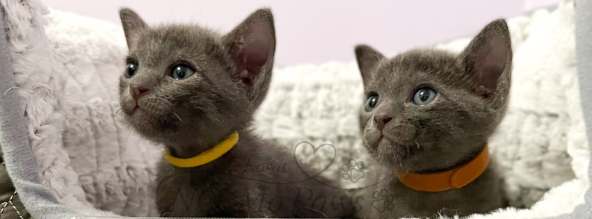 Corolla & Coco